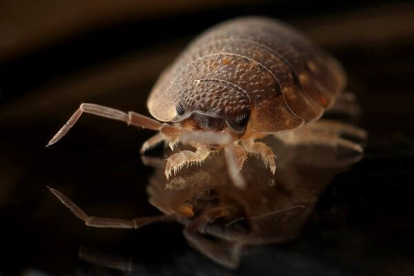 PEST CONTROL BEDFORD, Bedfordshire. Services: Bed Bug Pest Control. Choose us for fast and efficient bed bug pest control services that keep you and your family safe.