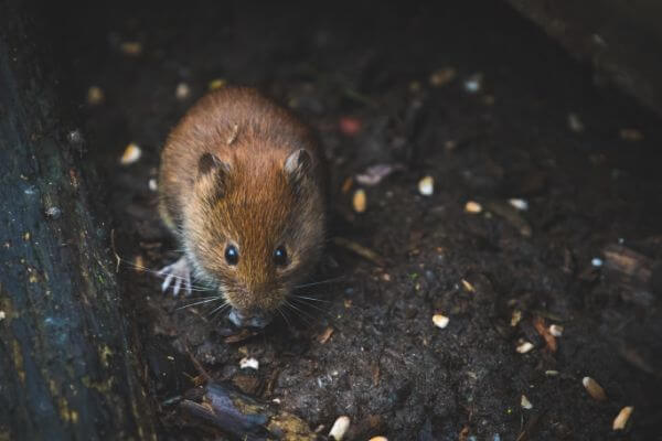 PEST CONTROL BEDFORD, Bedfordshire. Services: Mouse Pest Control. Our experts can help you eliminate mice from your property for good.
