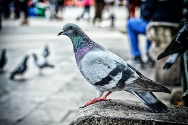 PEST CONTROL BEDFORD, Bedfordshire. Services: Pigeon Pest Control. Choose us for comprehensive pigeon pest control services that keep your property safe and free from bird damage.