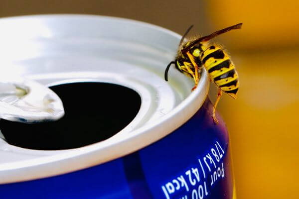 PEST CONTROL BEDFORD, Bedfordshire. Services: Wasp Pest Control. Our wasp pest control services are available for both residential and commercial properties.